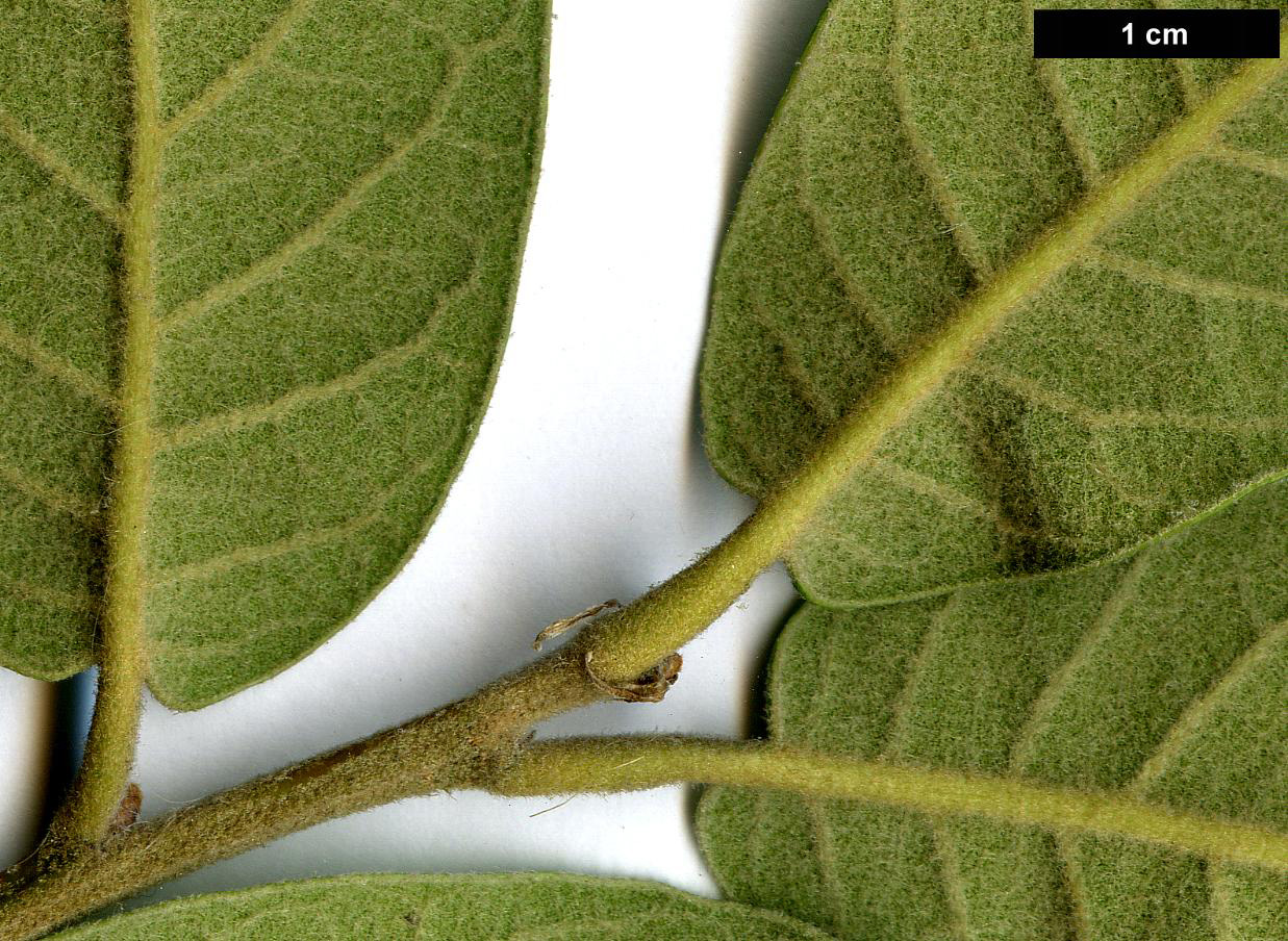 High resolution image: Family: Fagaceae - Genus: Quercus - Taxon: ×dysophylla (Q.crassifolia × Q.crassipes)